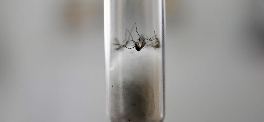 vanini-mosquito-dengue-2020-fev1