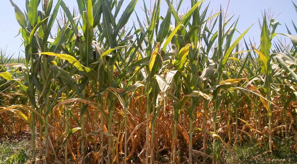 82379552_815018978969735_898555313496522752_o