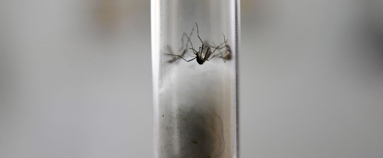 vanini-mosquito-dengue-2020-fev1