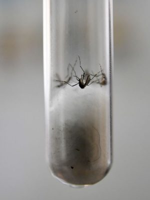 vanini-cuidados-dengue-1