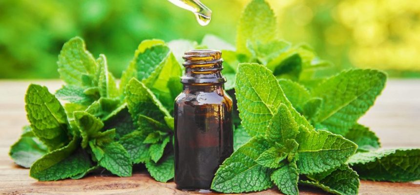 emater-2021-curso-plantas-medicinais-1024x629