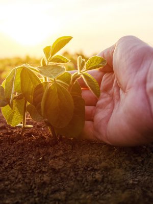 soja-seguroagro-plants-in3