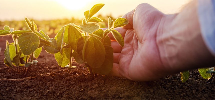 soja-seguroagro-plants-in3