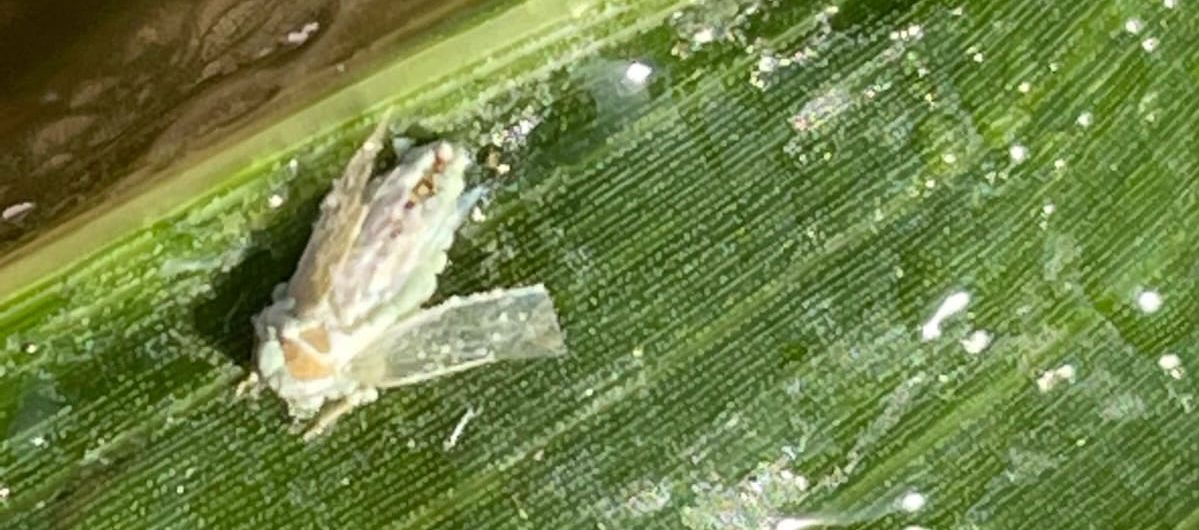 06_cigarrinha-no-milho2