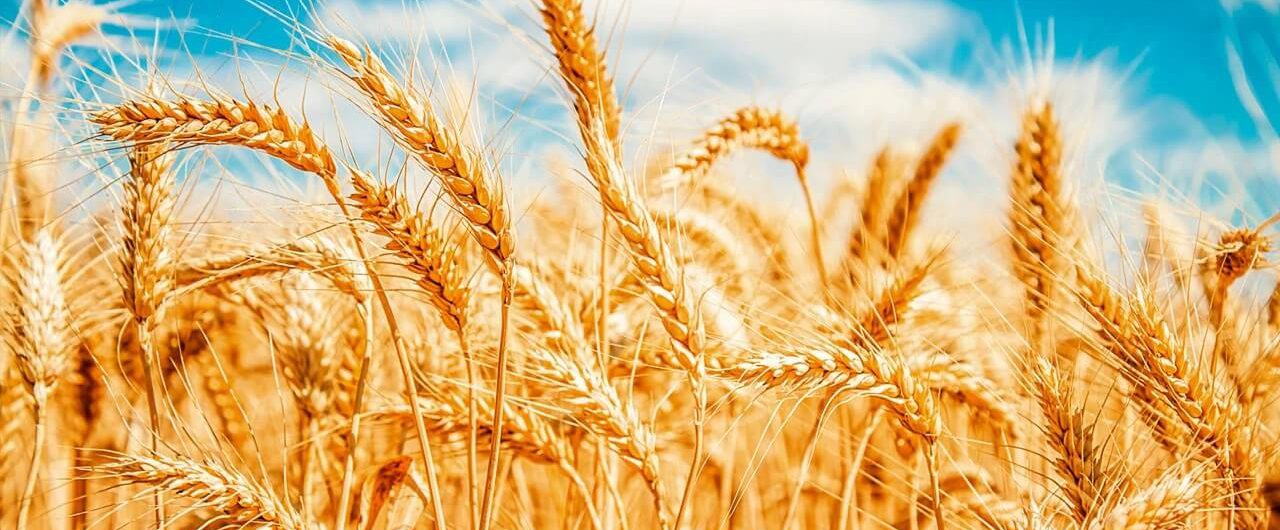 923178-trigo-plantio